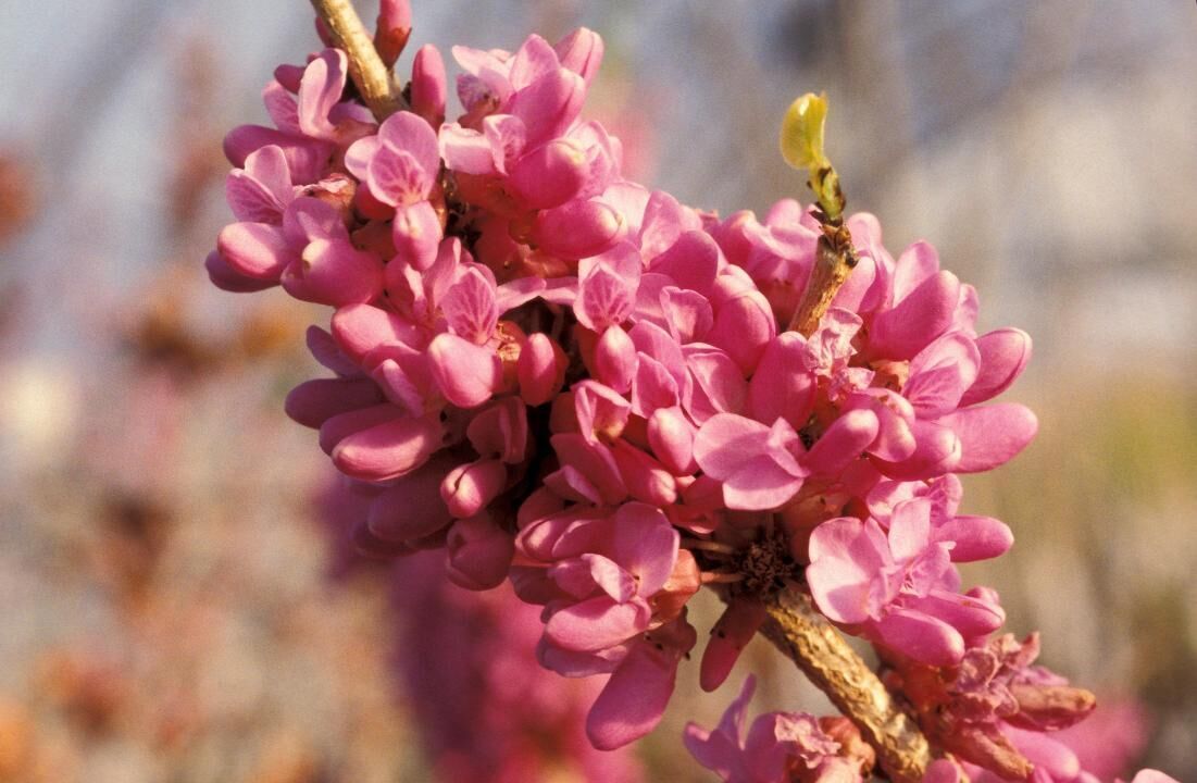 #34. Chinese redbud